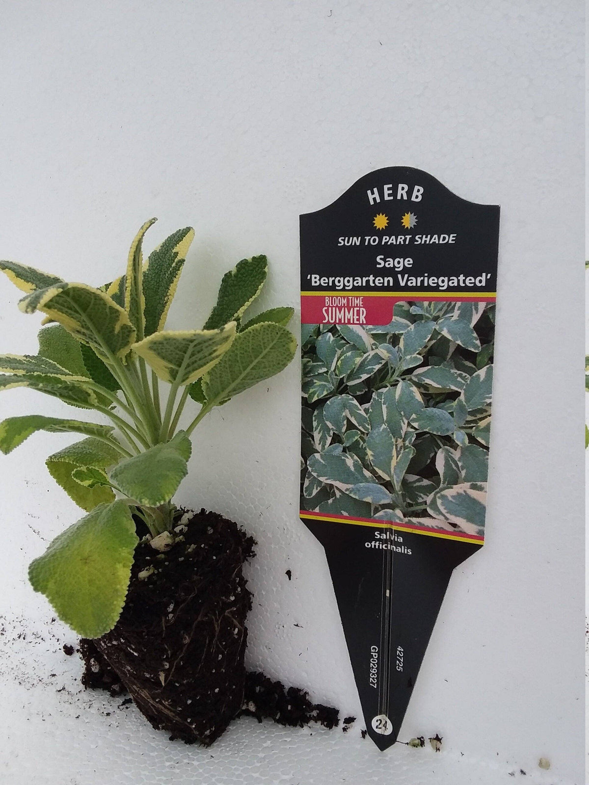 Sage Variegated Berggarten