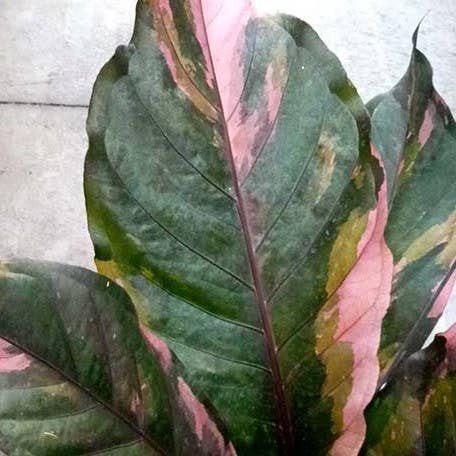 Anthurium hybrid (variegata) variegated