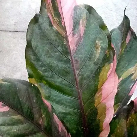 Anthurium hybrid (variegata)