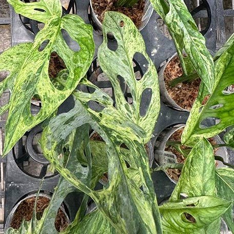 Monstera adansonii Variegated 'Mint'