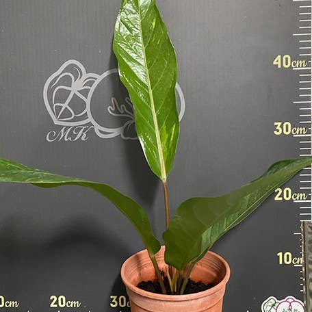 Anthurium hybrid (variegata) variegated