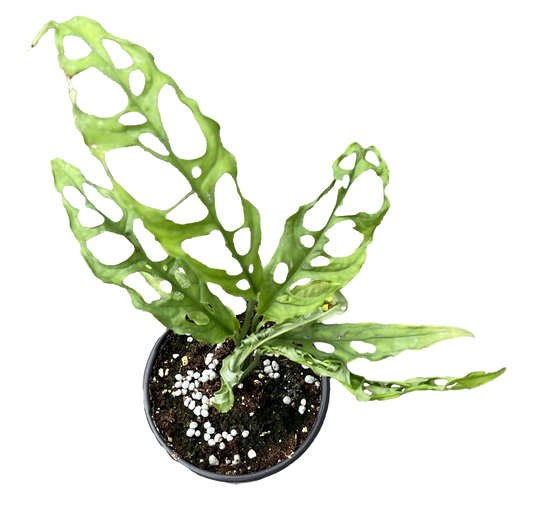 Monstera Obliqua Peru
