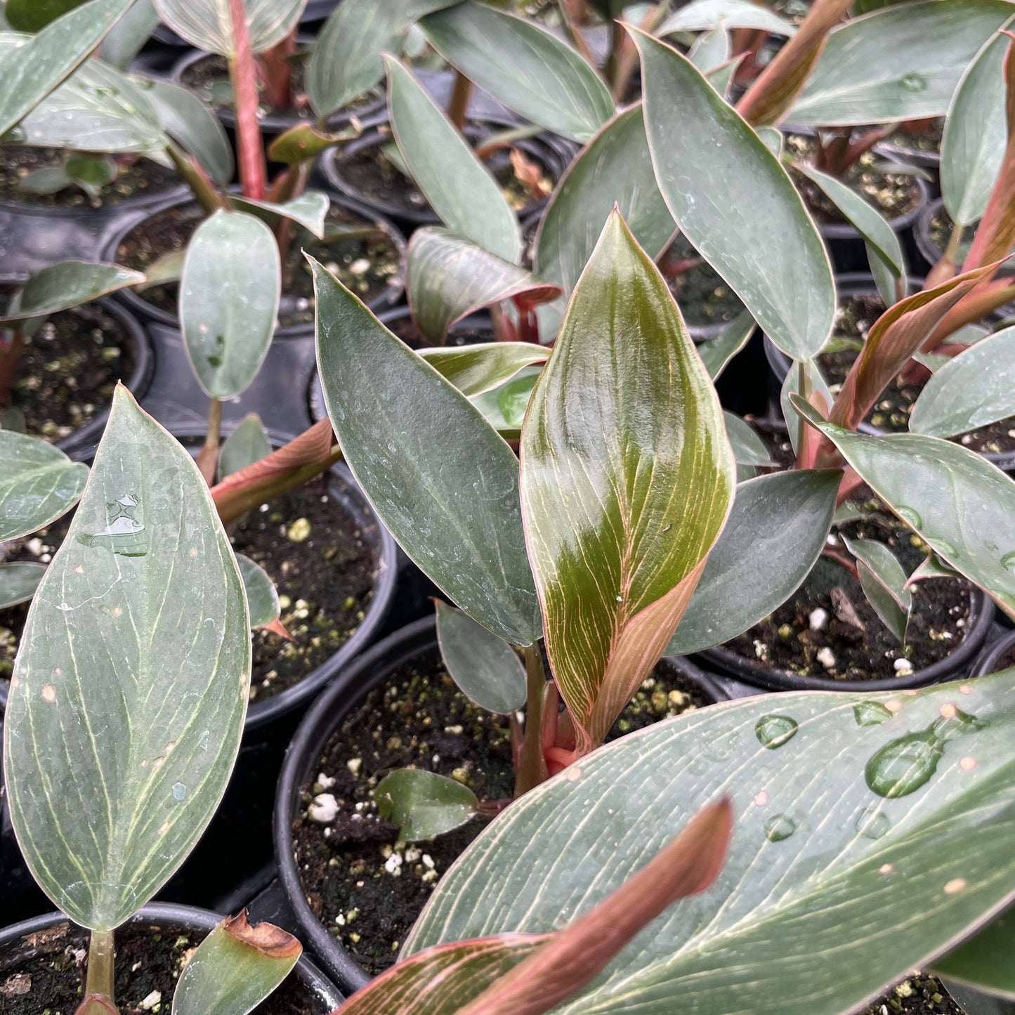 Pink Philodendron Birkin