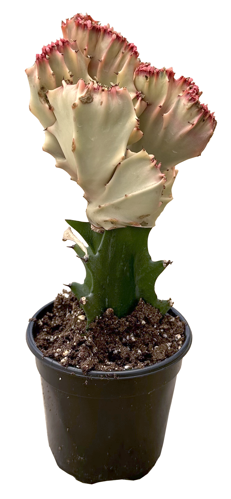 Mermaid Tail Pink Cactus