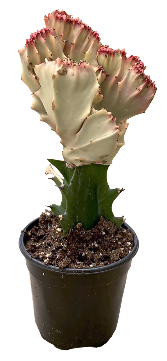 Mermaid Tail Pink Cactus