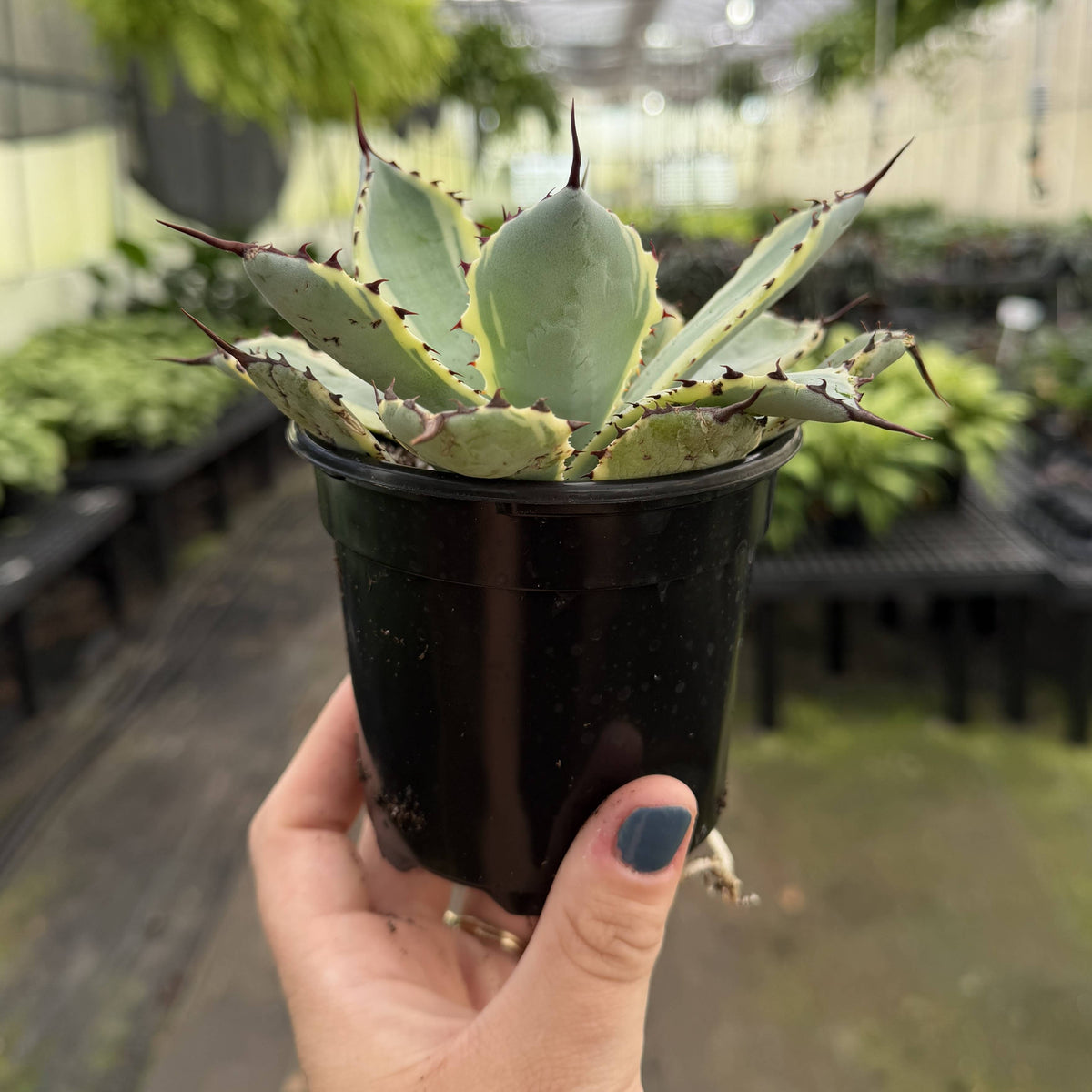Agave Titanota Ice Queen - 4" Live Plant