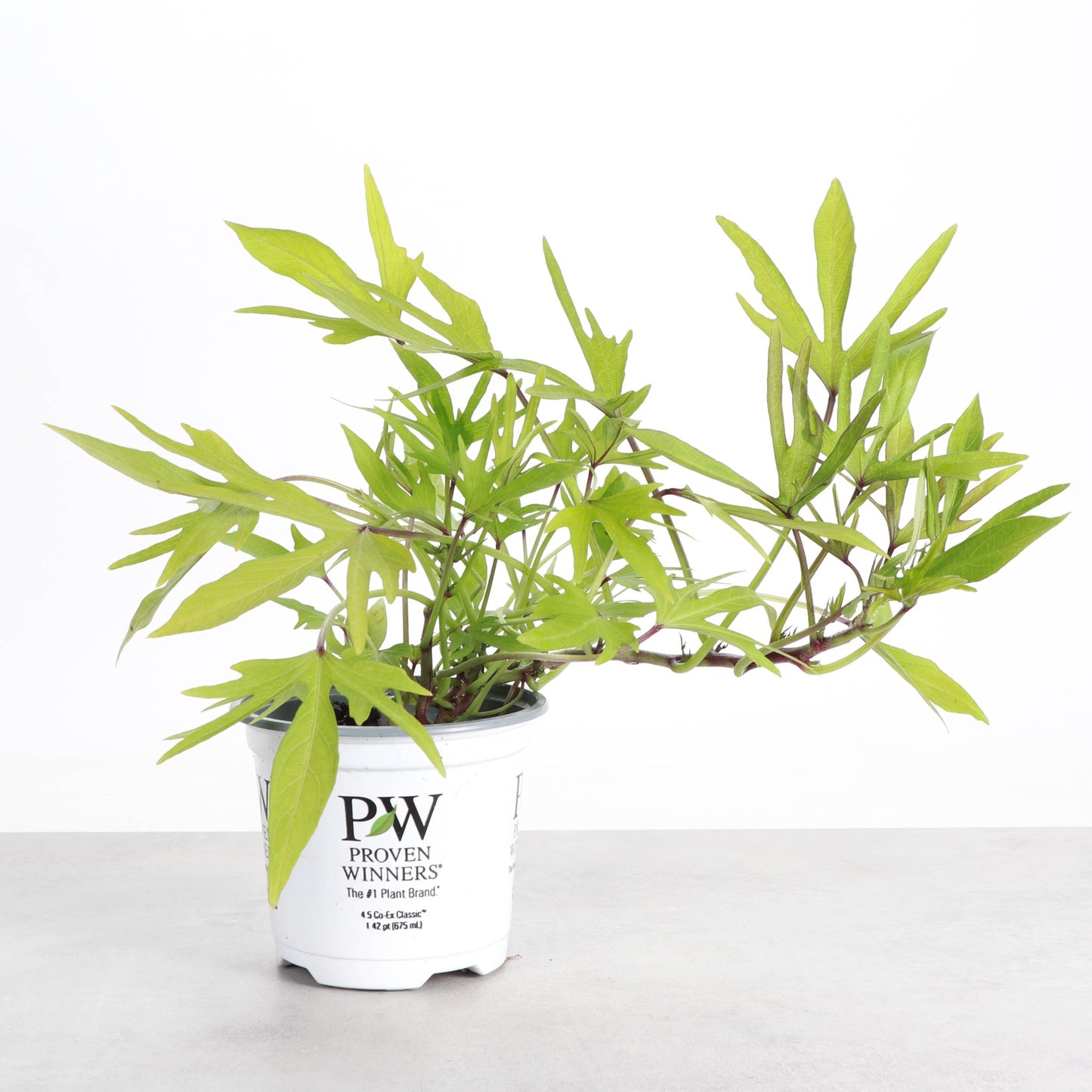 Medusa Lime Sweet Potato Vine