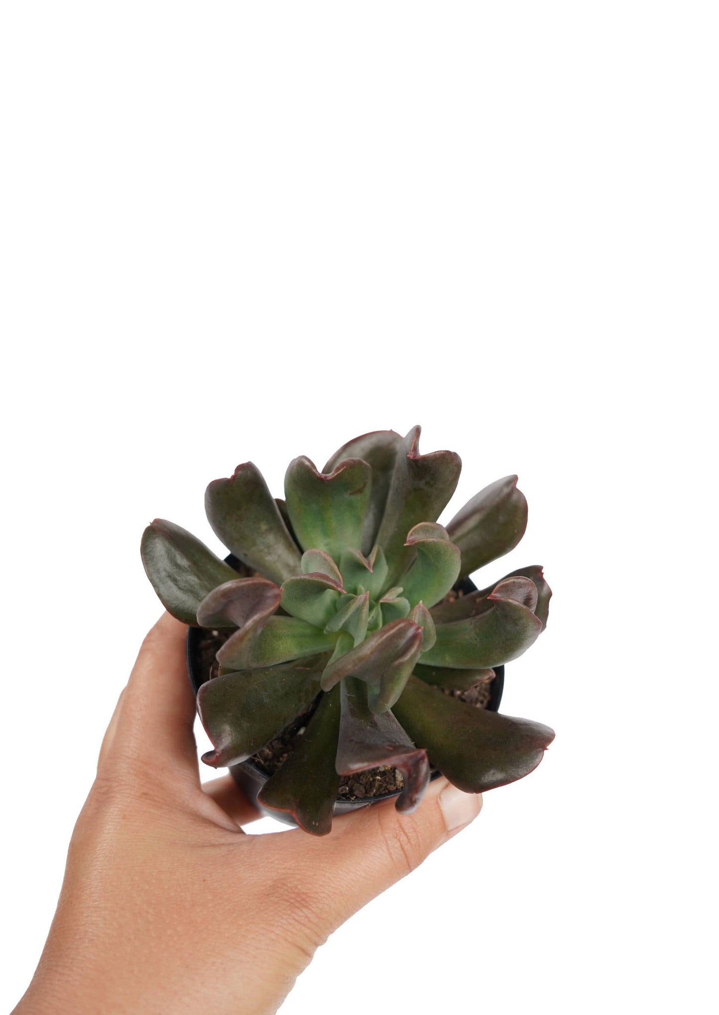 Echeveria 'Dark Vader'