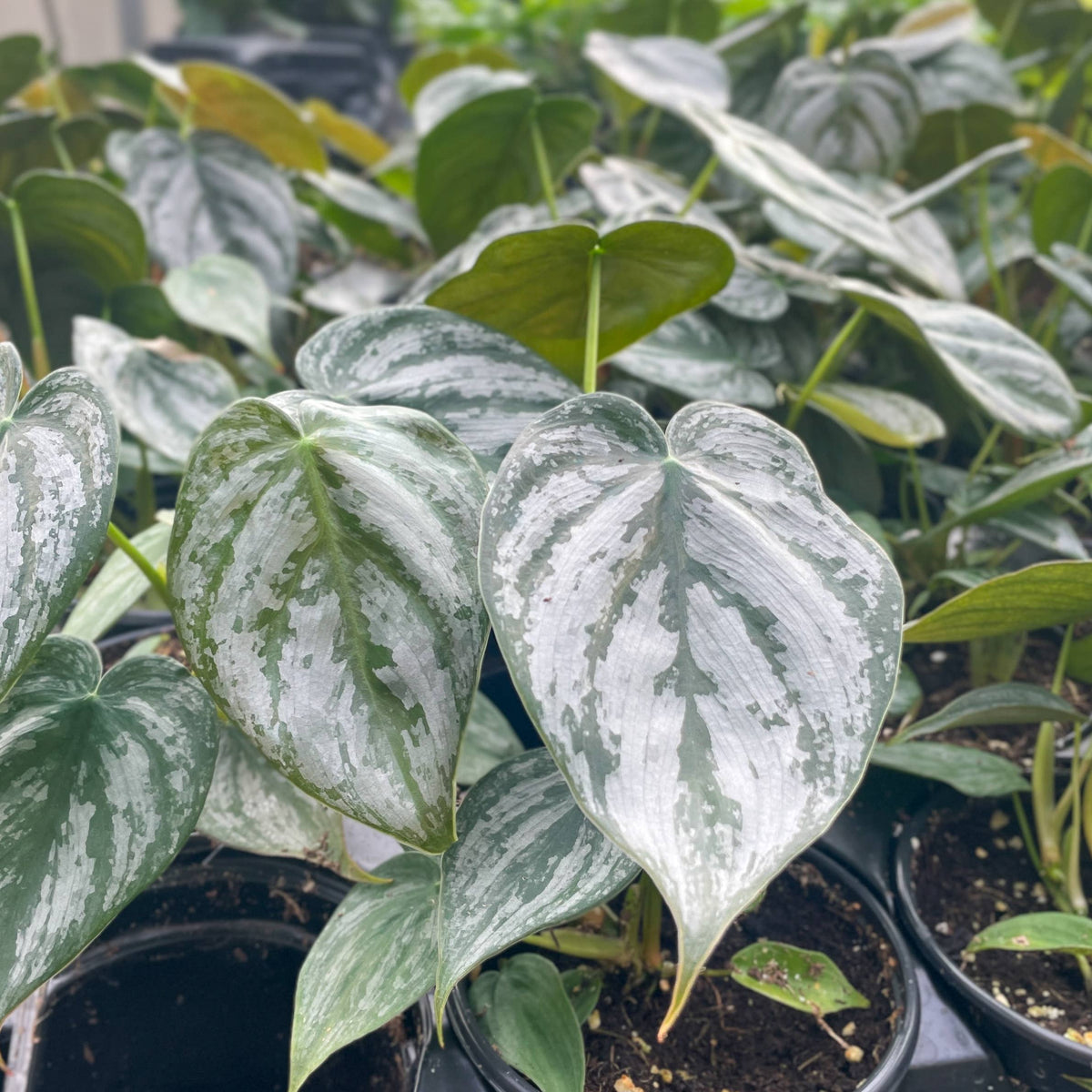 Philodendron Brandtianum