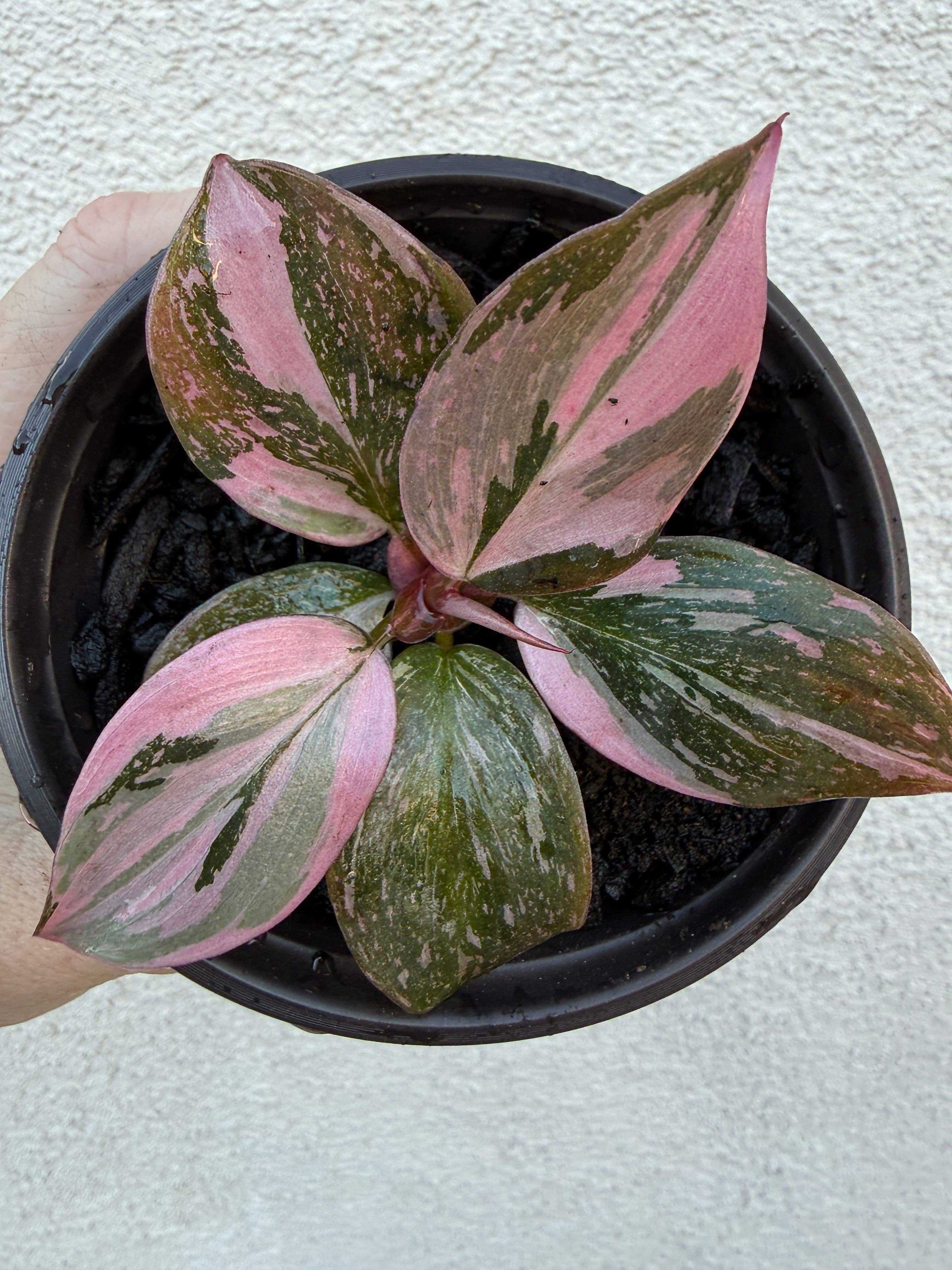 Marble Pink Princess (highest variegation) – The Happy Monstera Plant Co