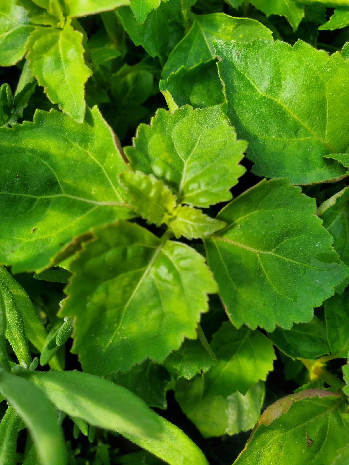 Patchouli