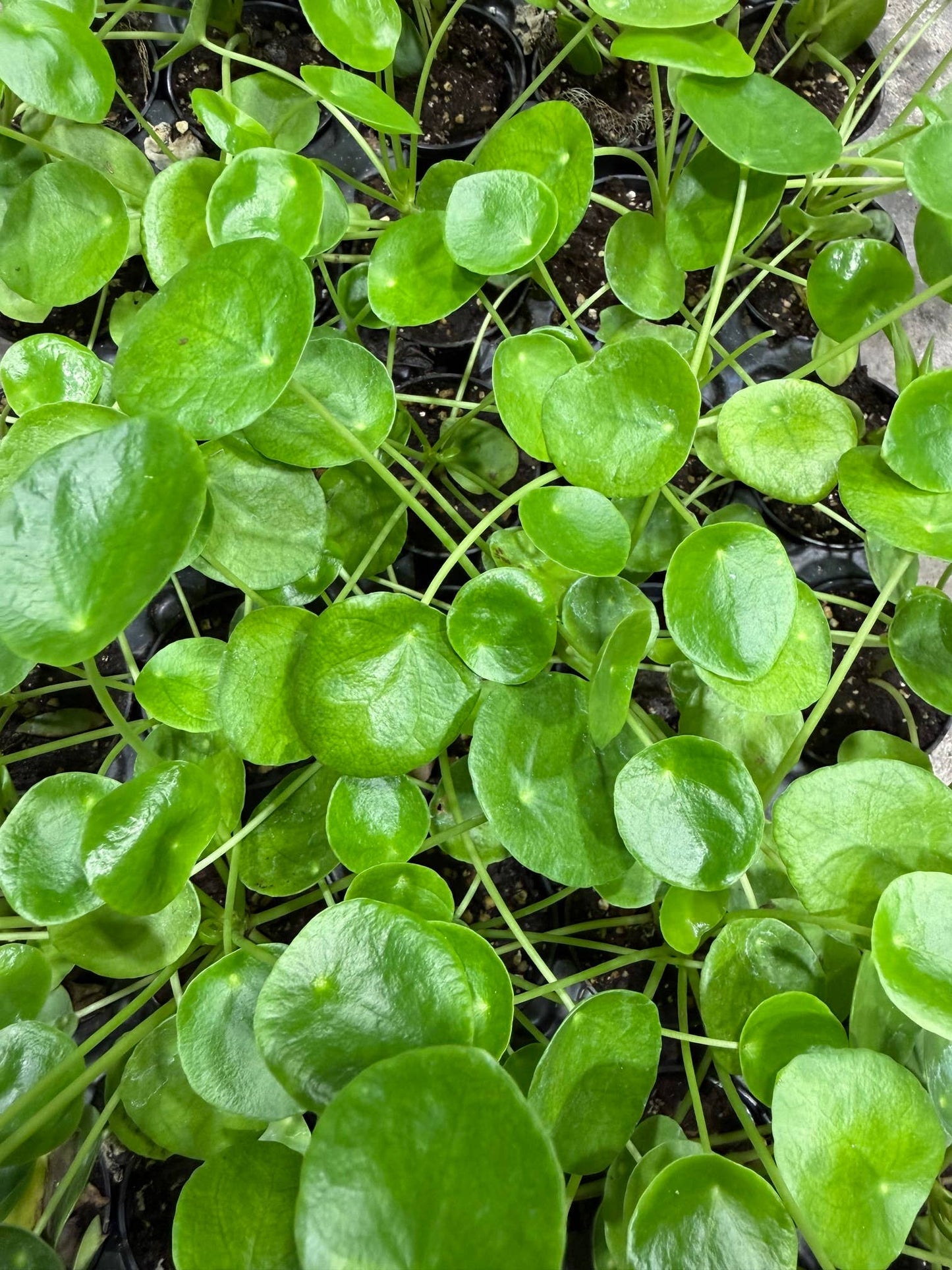 Pilea Peperomioides Chinese Money Plant