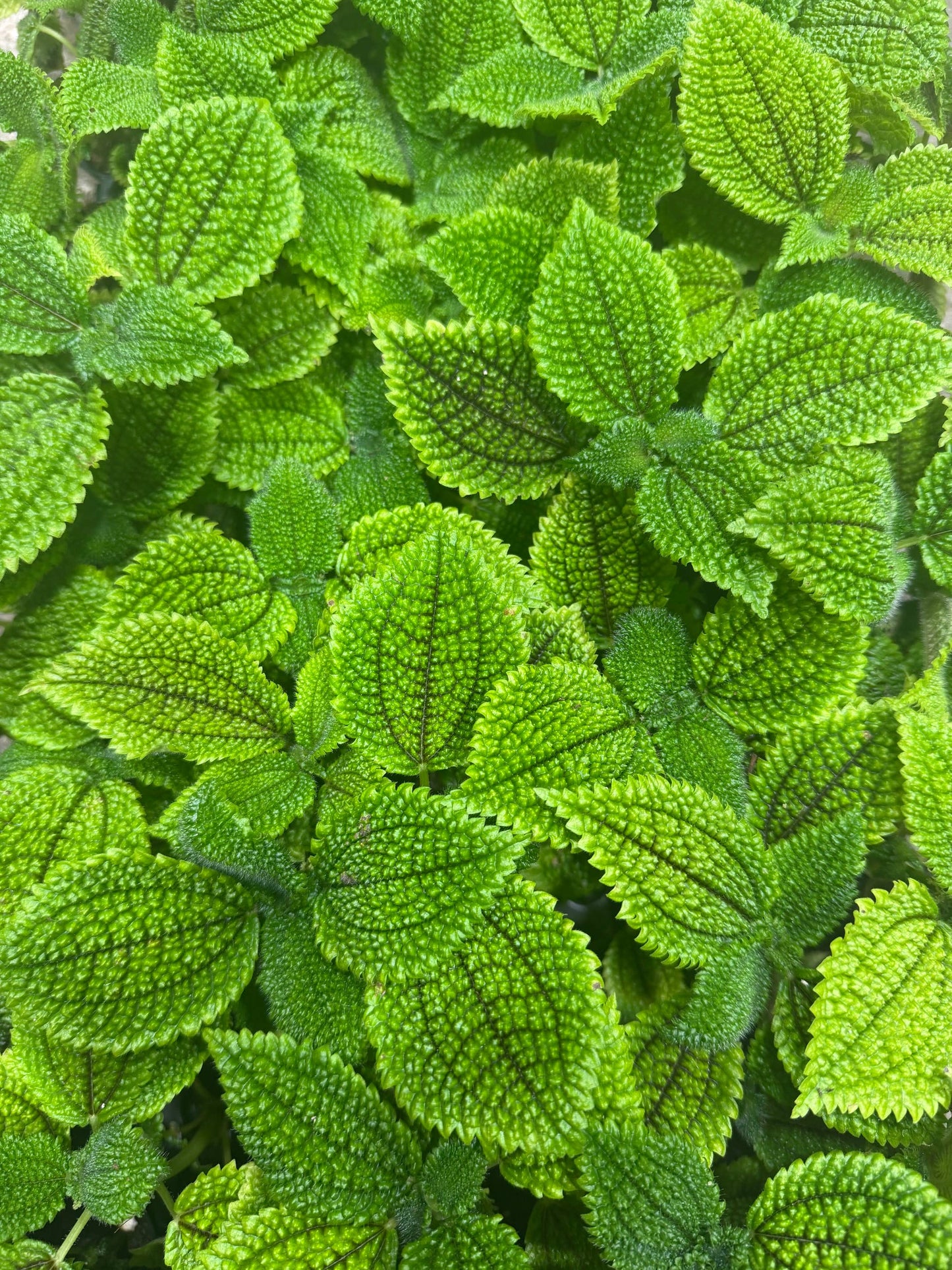 Pilea Moon Valley