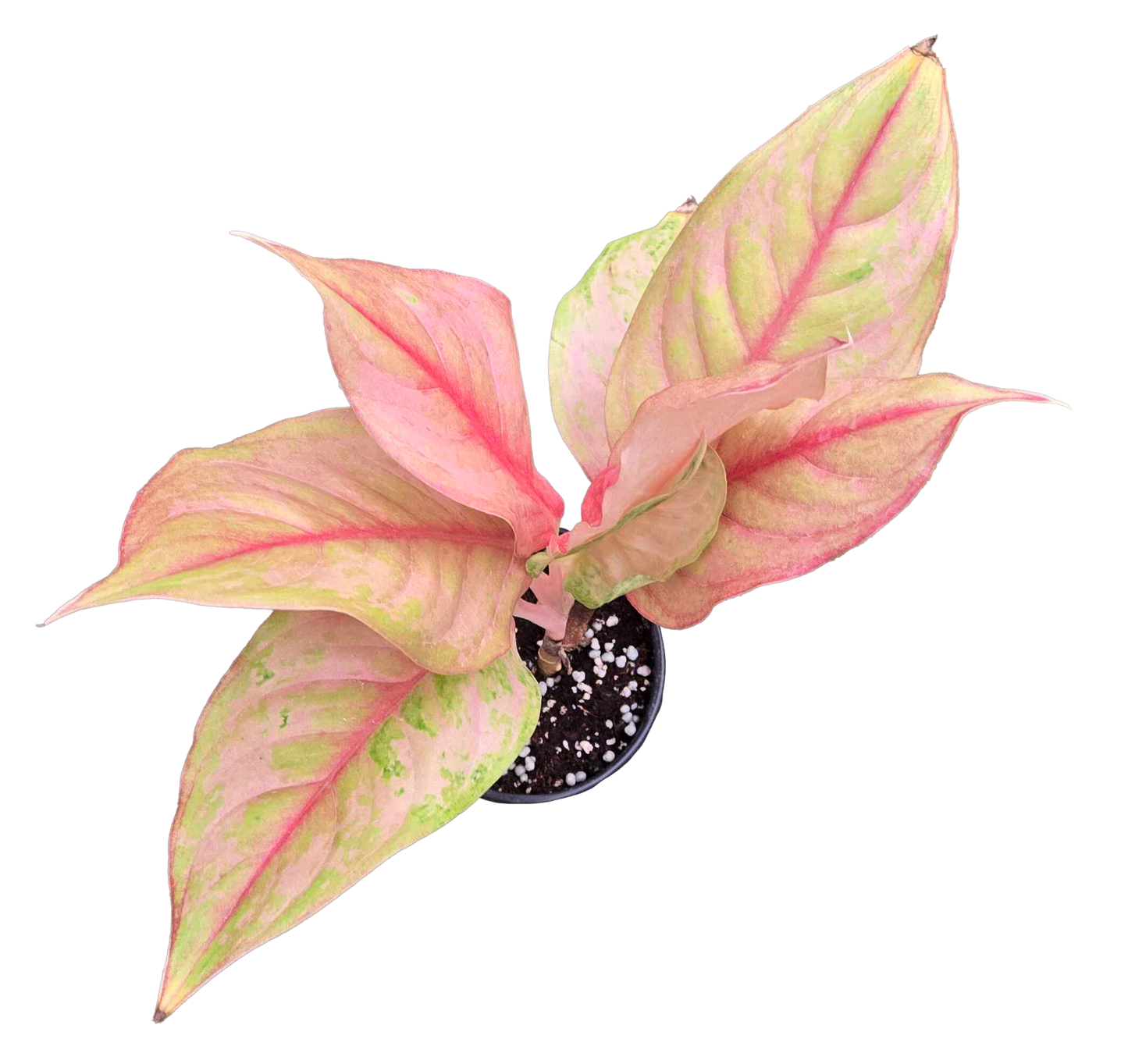 Aglaonema Light of Diamond