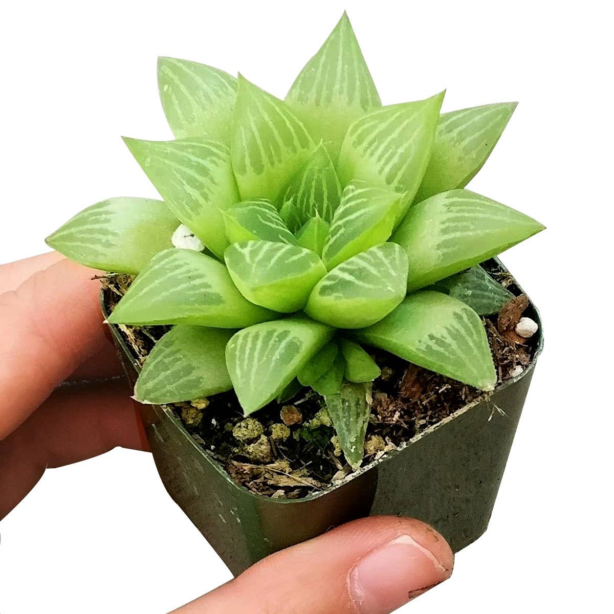 Haworthia cymbiformis Window Succulent