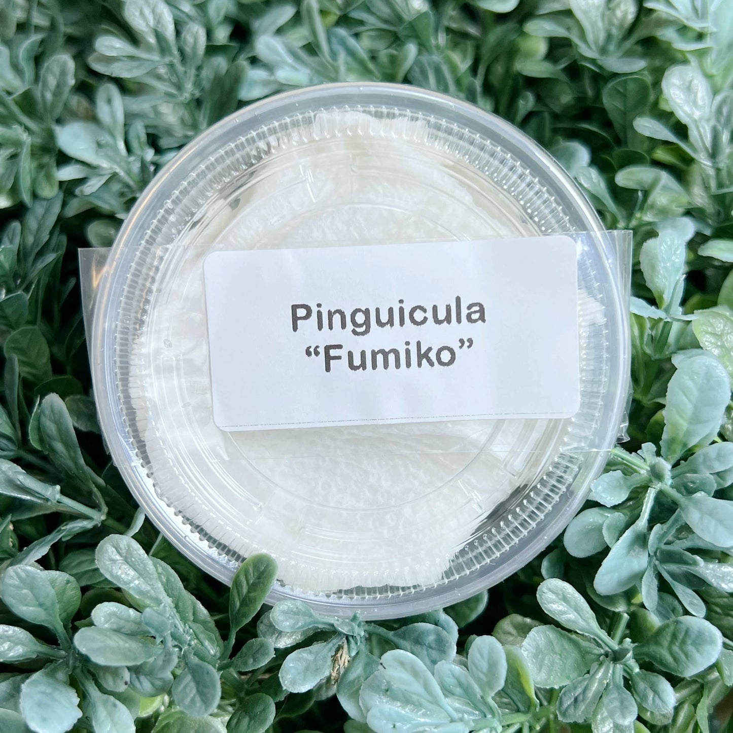 Pinguicula "Fumiko" – Rosy-Lavender Butterwort (Plant Only)