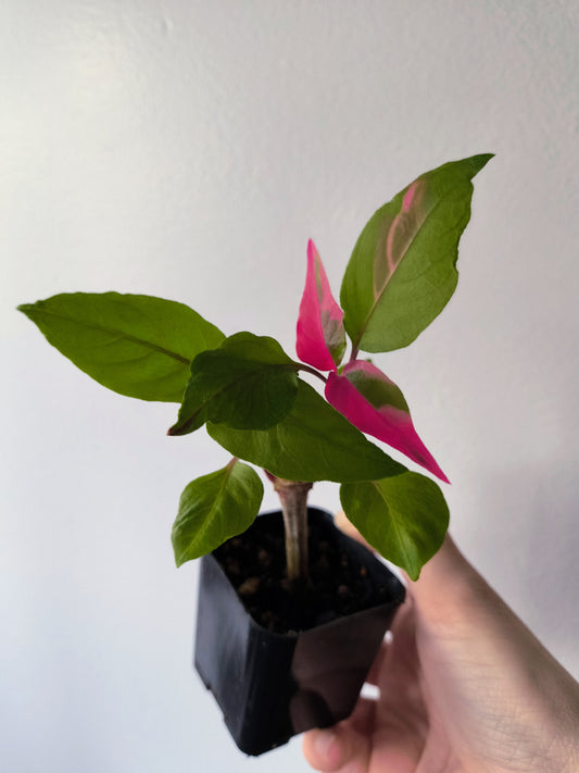 Alternanthera "party time"