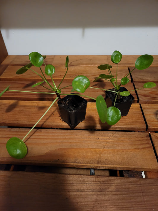 Chinese Money plant
