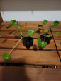 Chinese Money plant