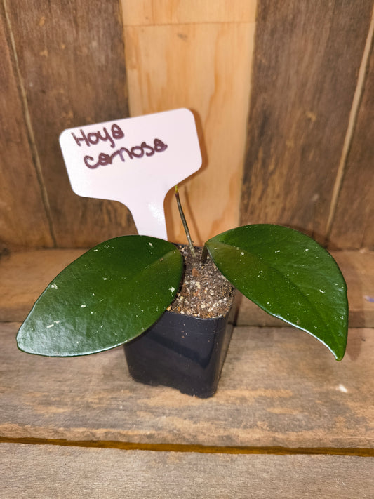 Hoya Carnosa