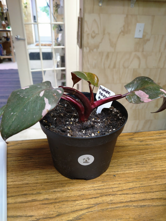 Philodendron pink princess