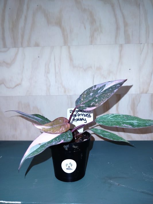 philodendron pink princess galaxy