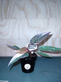 philodendron pink princess galaxy