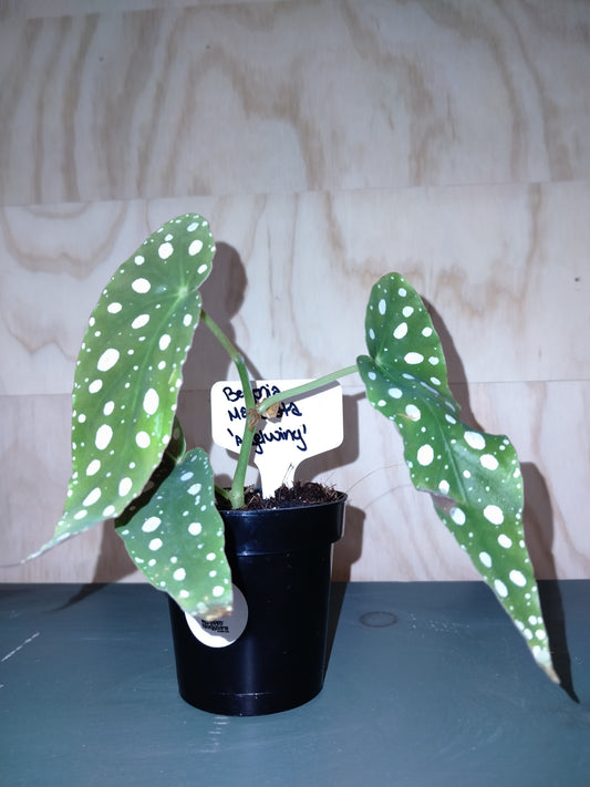 begonia maculata