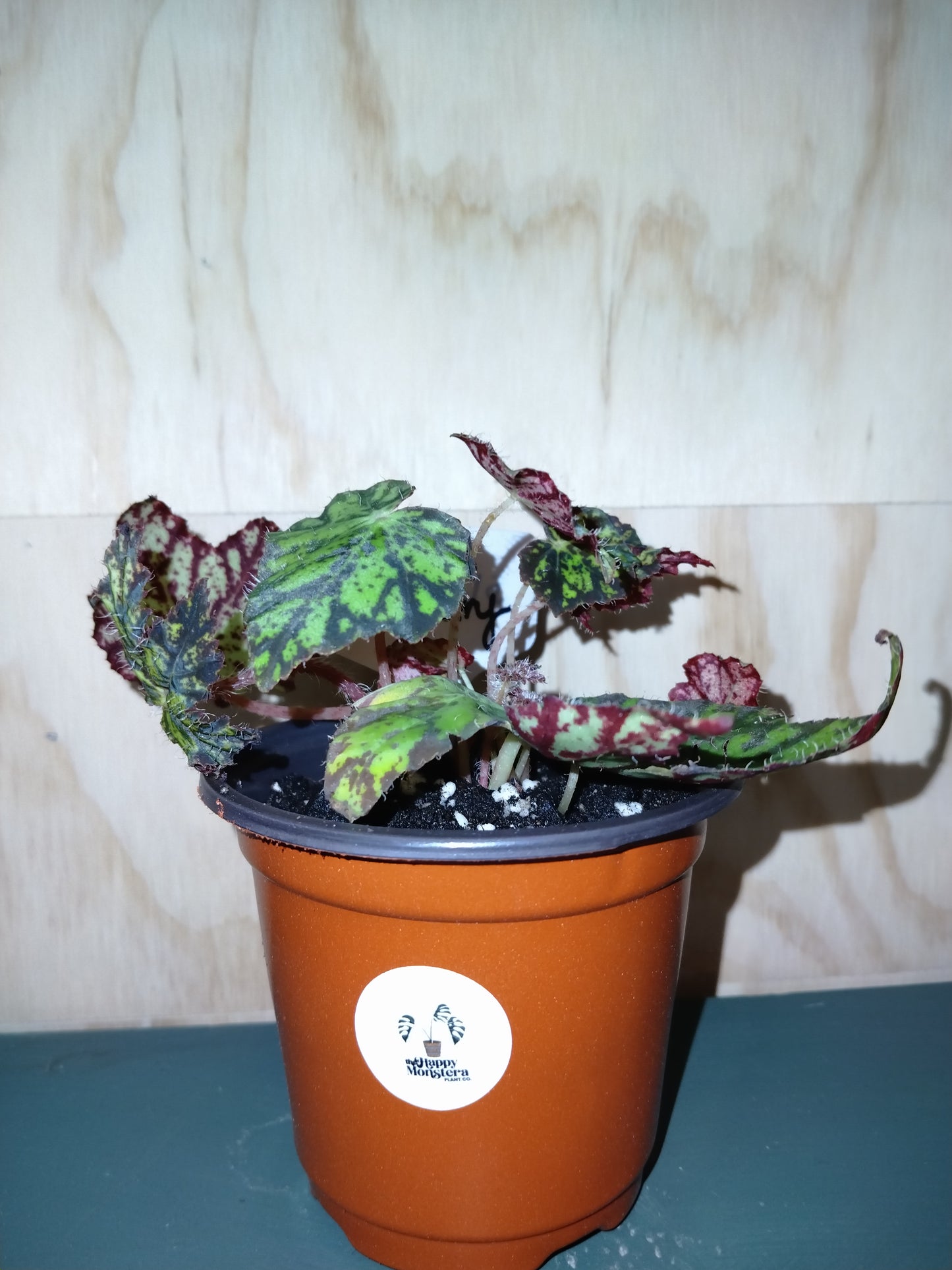 Begonia Geometry