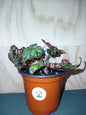 Begonia Geometry
