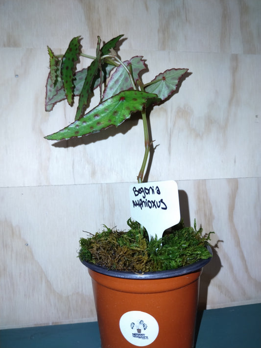 Begonia Amphioxus