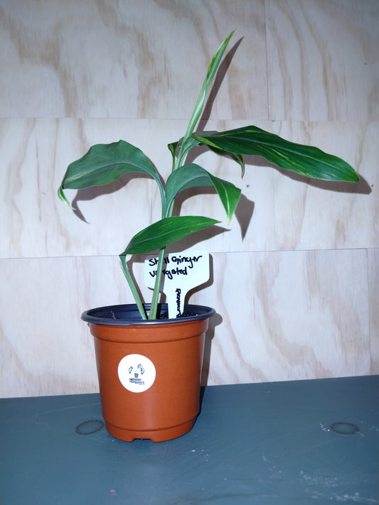 Varigated shell ginger