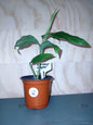 Varigated shell ginger