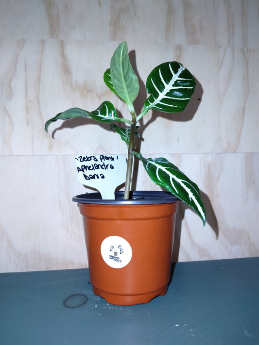 Zebra plant