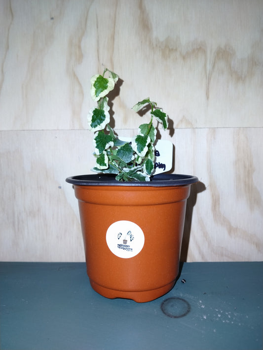 Creeping fig