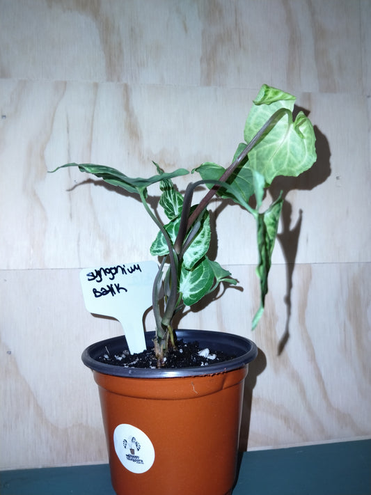 Arrowhead vine