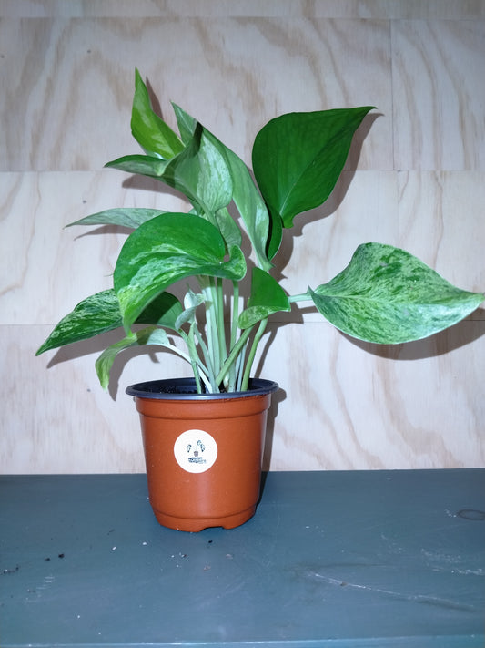 Marble Queen pothos