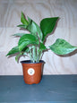 Marble Queen pothos