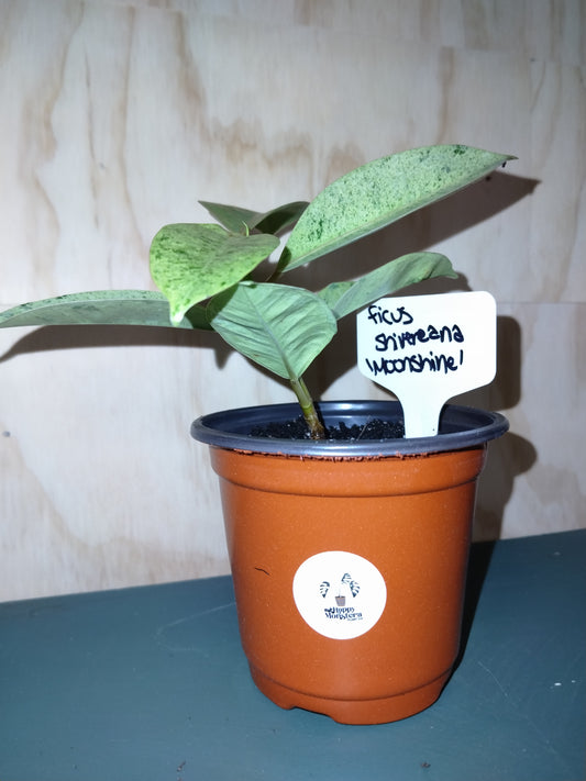 Ficus Moonshine