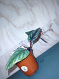 Begonia Rex vine
