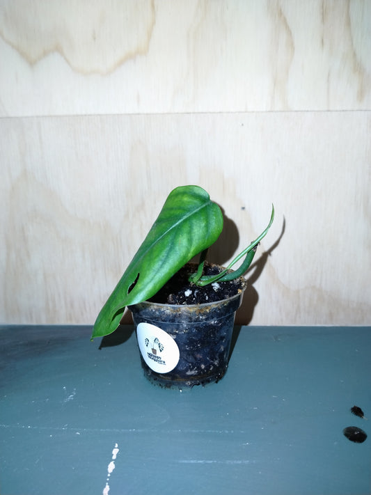 Baltic Blue Pothos