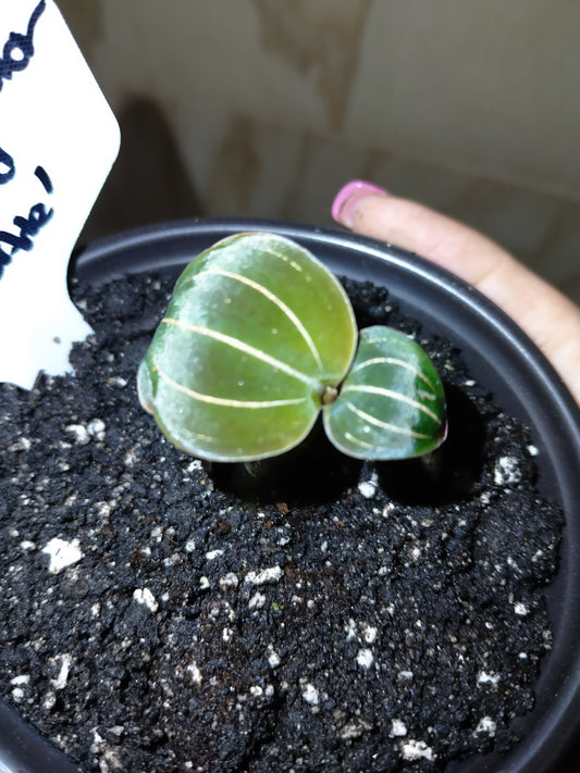 Sea Turtle Jewel Orchid