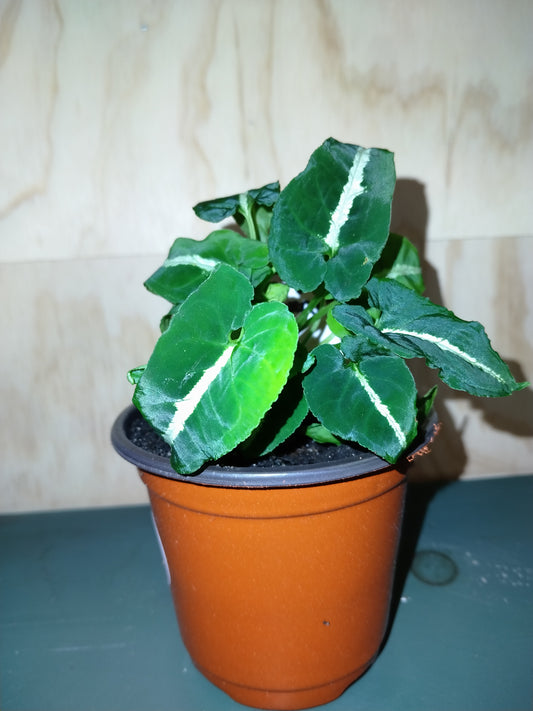 Syngonium Wendlandii