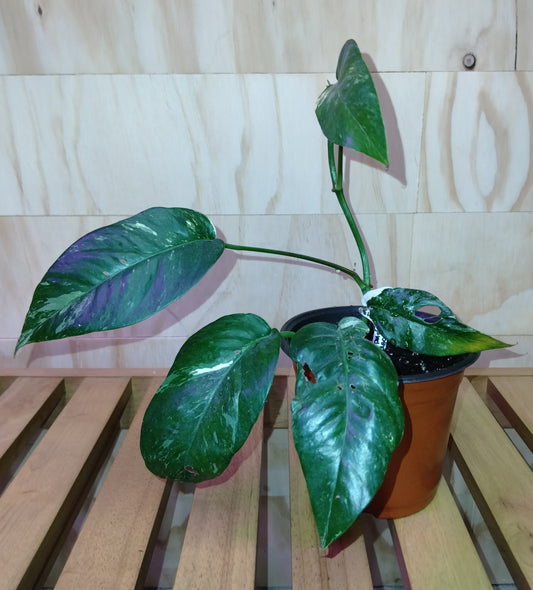 Varigated Albo Pothos