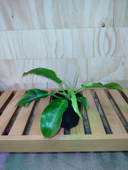 Lemon lime philodendron