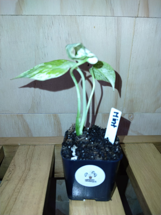 Monstera Mint