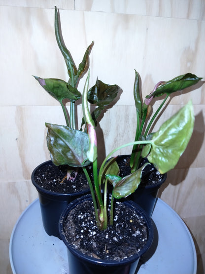 Syngonium ‘Strawberry Ice’