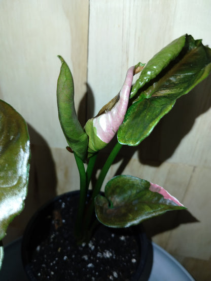 Syngonium ‘Strawberry Ice’