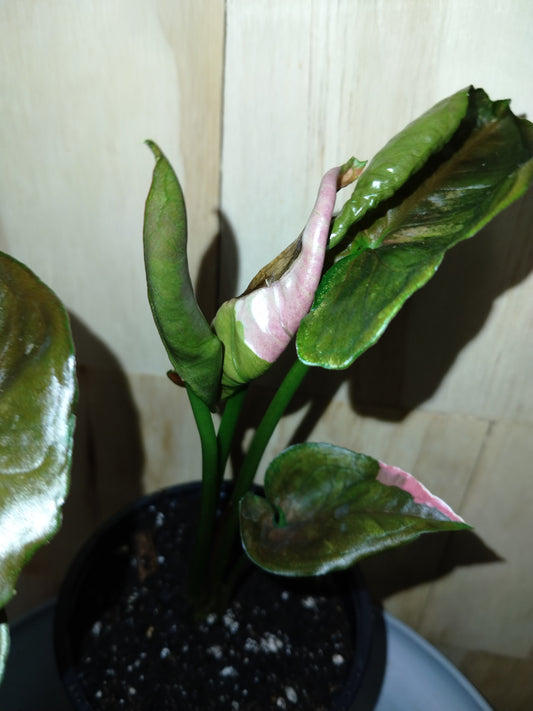 Syngonium ‘Strawberry Ice’