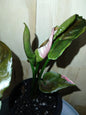 Syngonium ‘Strawberry Ice’